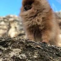 پامر خرسی نر (جهت کشش)|سگ|شاهینشهر, حافظ شمالی|دیوار