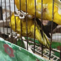 فنچ‌و‌طوطی‌برزیلی‌|پرنده|خرمدره, |دیوار