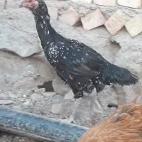 مرغ لاری خروس لاری جوجه لاری تخم