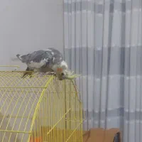 جوجه عروس هلندی دونخور دوماهه|پرنده|اصفهان, شاهد|دیوار