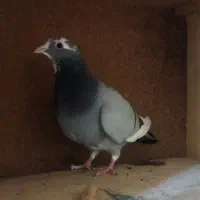 پلنگ .طوقی|پرنده|زرند, |دیوار