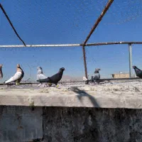 کفتر|پرنده|شیراز, کوشک میدان|دیوار