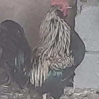 خروس گلین اصل