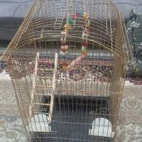 قفس  پرنده نوتازه خریدم سالم وباتجهیزات
