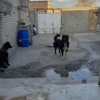 فروش سگ قدرجونی