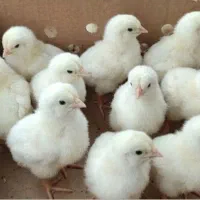 جوجه ۳۵ هزاری