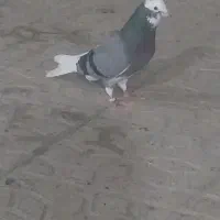 کبوتر طوقی شازده