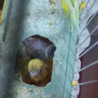 ۲تا جوجه مرغ عشق به همراه مادر شون فقط|پرنده|اهواز, کیانشهر|دیوار