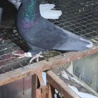 کفتر سیا دم سفید