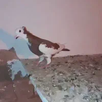 کرمانی|پرنده|مشهد, عیدگاه|دیوار