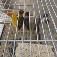 عروس کوتوله