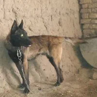 سگ مالینویز