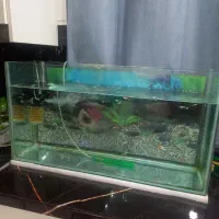 آکواریوم و ماهی