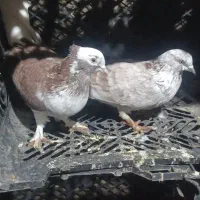 کفتر گرگی ساده با کاکلی پاپر