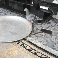 پلاکی|پرنده|خرمشهر, |دیوار