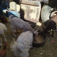 سه بزغاله فروشی سانن و پاکستانی