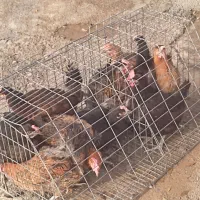 مرغ محلی(گوشت)|حیوانات مزرعه|مهاباد (آذربایجان غربی), |دیوار