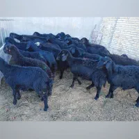 بره ماده قره قزل گوسفند افشار دوقلو میش شیشک