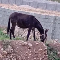 قاطر ماده|حیوانات مزرعه|یاسوج, |دیوار
