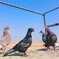 کفتر‌‌طاوسی‌و‌زاجر