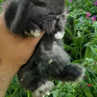 خرگوش لوپ مینیاتوری مشکی|موش و خرگوش|اراک, |دیوار