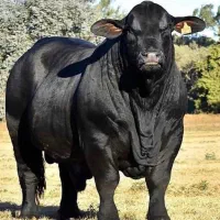 تکنسین دامداری تمام وقت