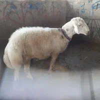 بره قورچ|حیوانات مزرعه|فیروزآباد (لرستان), |دیوار