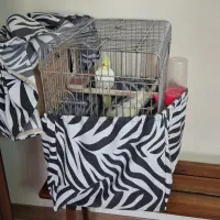 یک جفت عروس هلندی نر و ماده لوتینو|پرنده|کرج, شهرک جهان‌نما|دیوار