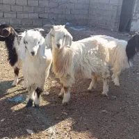 چپیش ماده برای نگهداری|حیوانات مزرعه|اردبیل, |دیوار