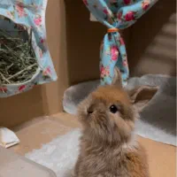 خرگوش لوپ|موش و خرگوش|مشهد, مقدم|دیوار