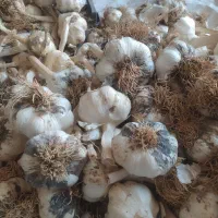 سیر بذر چینی کشت شاهین دژ