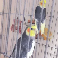 عروس هلندی نر