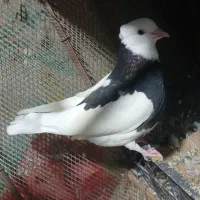 طوقی|پرنده|بندرعباس, |دیوار