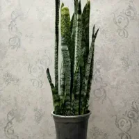 گل گیاه آپارتمانی