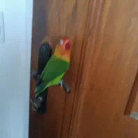 طوطی برزیلی