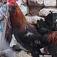 خروس فروشی