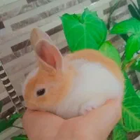 بچه خرگوش و خرگوش نر و ماده|موش و خرگوش|سیاهکل, |دیوار