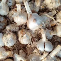 موسیر برا غذا و بذری برا کاشت|خوردنی و آشامیدنی|ساری, |دیوار