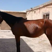 اسب عرب حمدامی