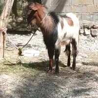 نری|حیوانات مزرعه|رودخانه, |دیوار