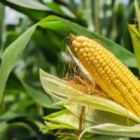 اجاره چاه کشاورزی