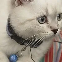 گربه اسکاتیش