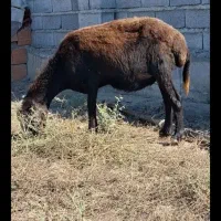 گوسفند