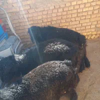 فروش سه عدد بره ته کم سن و سال تخمی|حیوانات مزرعه|خانمیرزا, |دیوار