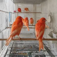 فروش ویژه قناری سرخ رسمی درجه یک
