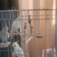 عروس هلندی