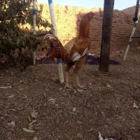 لاری ابرش|حیوانات مزرعه|طرقبه, |دیوار