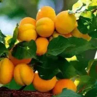 باغچه 400تا1000مترملارد لم آباد اسفندآباد صابر 133