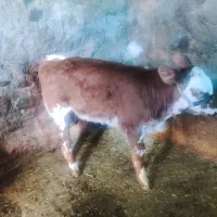 کاو سیمینتال|حیوانات مزرعه|بیلوار, |دیوار