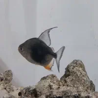 دالر بلک بری|ماهی|قزوین, |دیوار